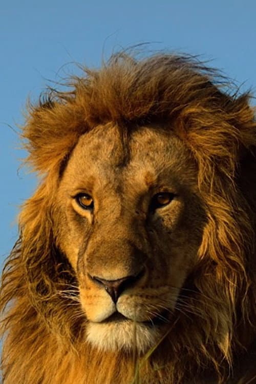 Serengeti poster