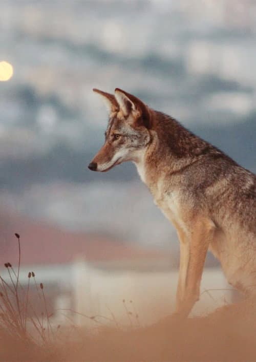 Don't feed the coyotes poster