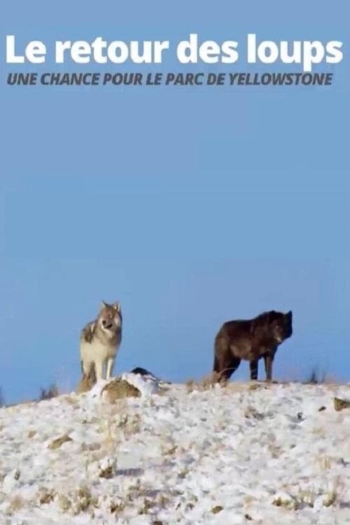 The Return of the Wolves: The Miracle in Yellowstone National Park poster