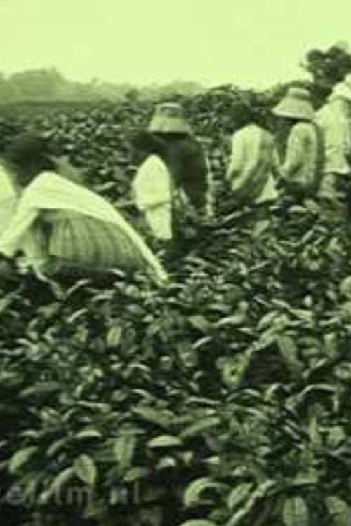 Tea Company of the NILS in Pematang Siantar poster