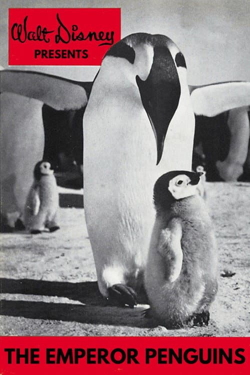 Emperor Penguins poster