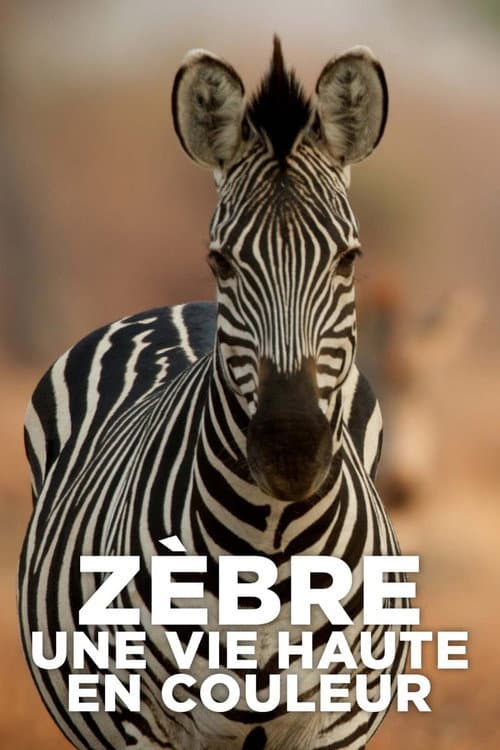 Zèbre, une vie haute en couleur poster