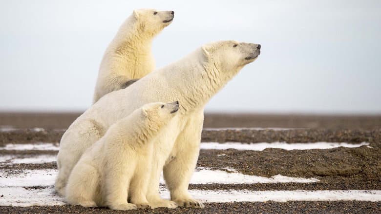 L'Année de l'ours still