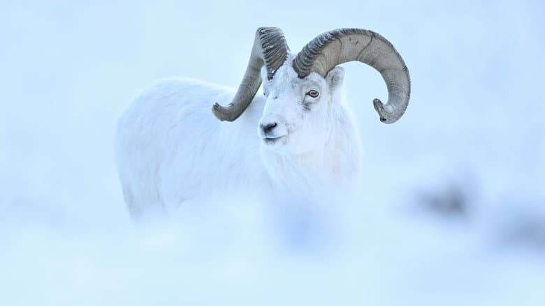 A White Dream still