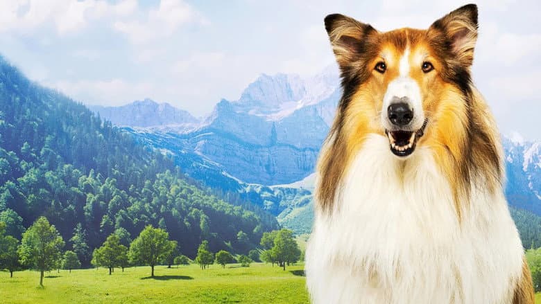 Lassie: A New Adventure still