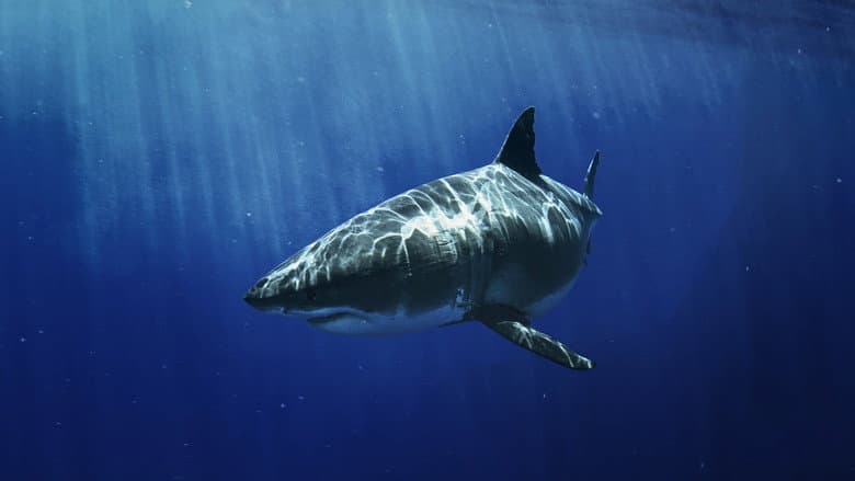 Most Wanted Sharks still