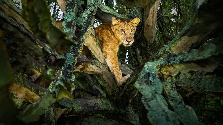 Tree Climbing Lions still