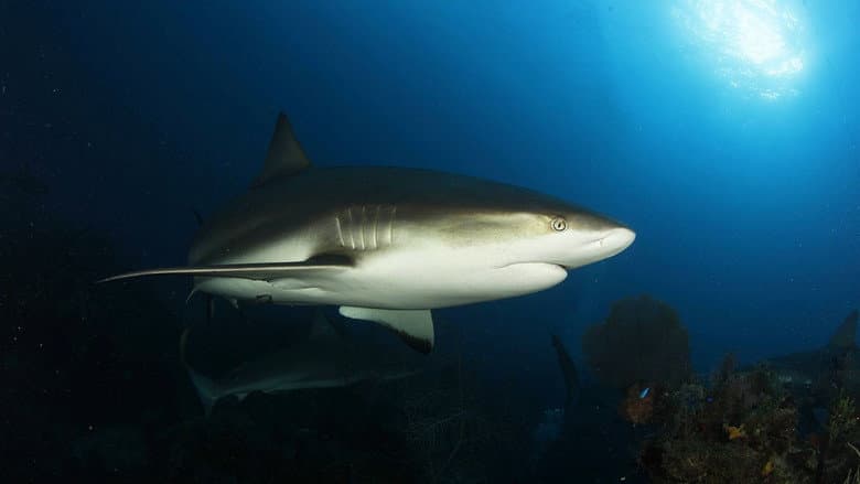 Castro's Secret Reef still