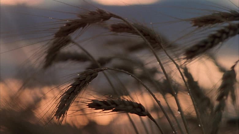 Days of Heaven still