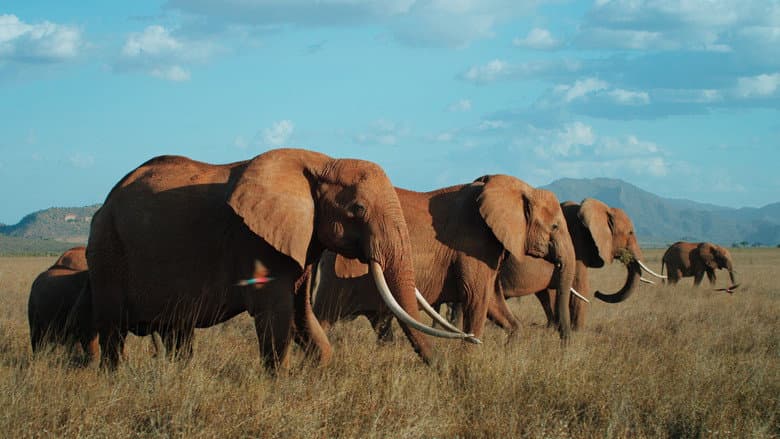 The Elephant Queen still