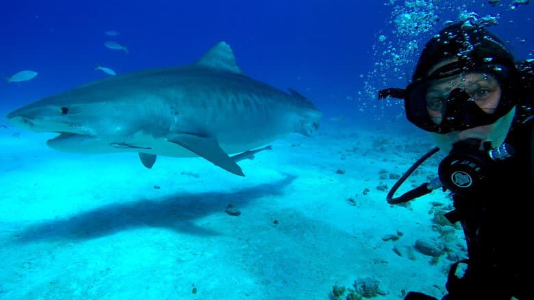 Most Wanted Sharks still