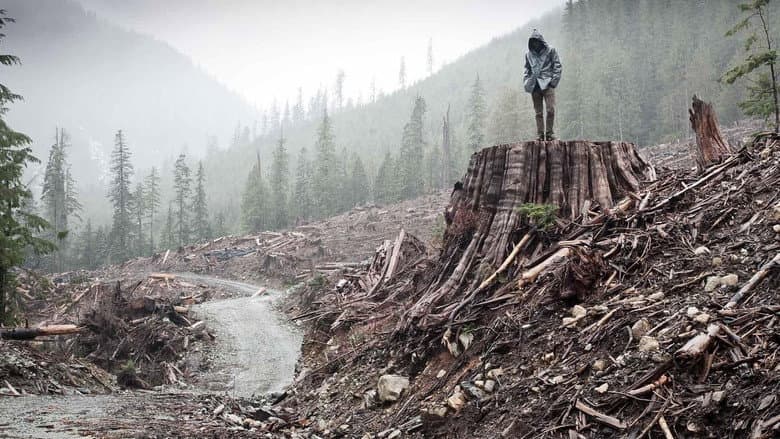 If a Tree Falls: A Story of the Earth Liberation Front still