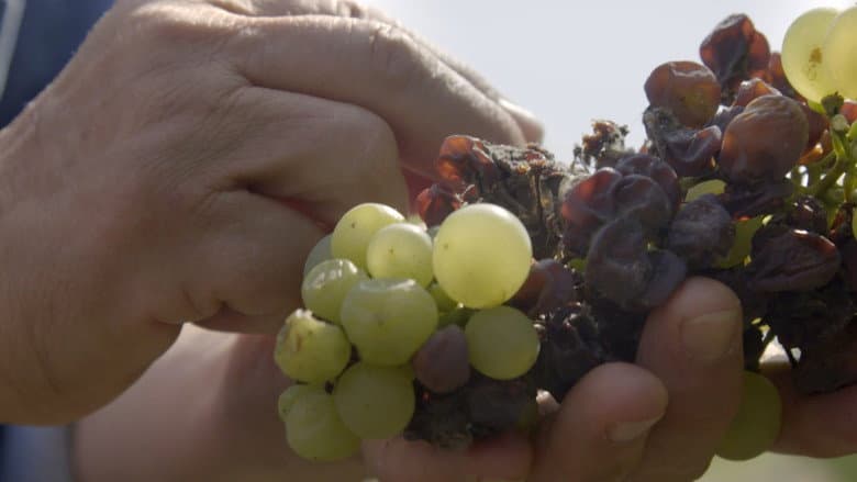 Liquid Gold: In Quest of the Aszu of Tokaj still
