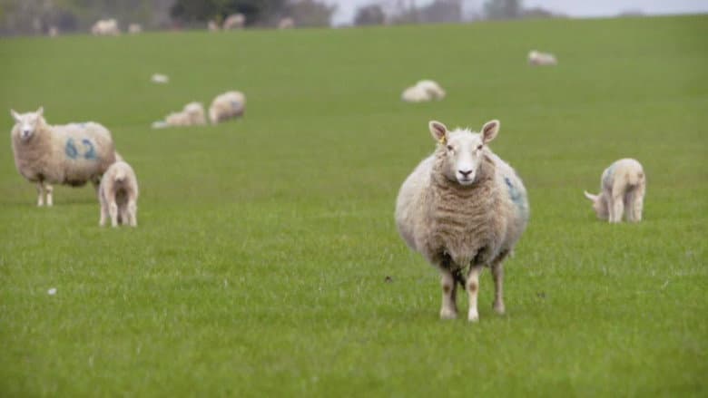 Baa Baa Land still