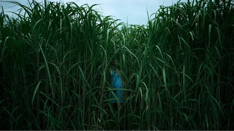 In the Tall Grass still