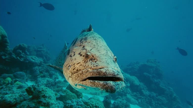 Under the Sea 3D still