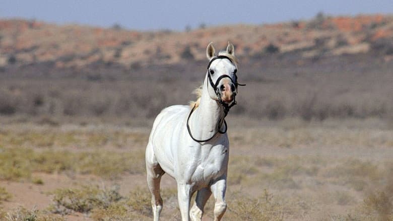 Tornado and the Kalahari Horse Whisperer still