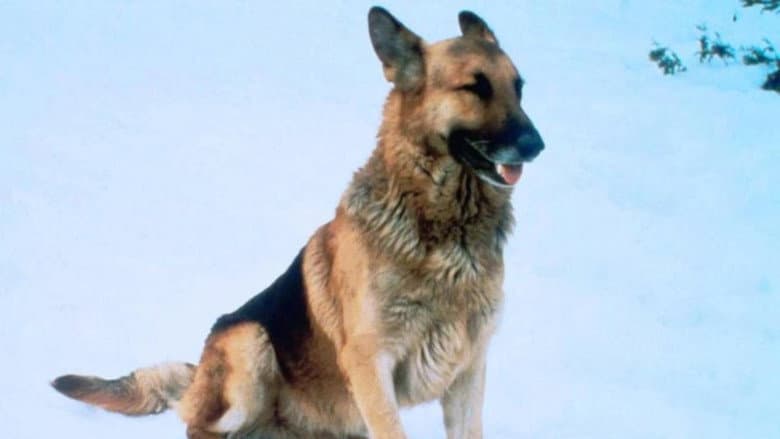 The Courage of Kavik, the Wolf Dog still