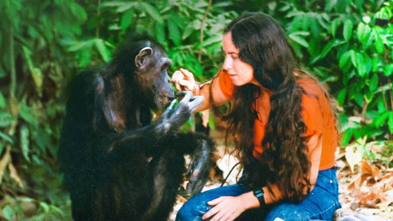 Lucy the Human Chimp still