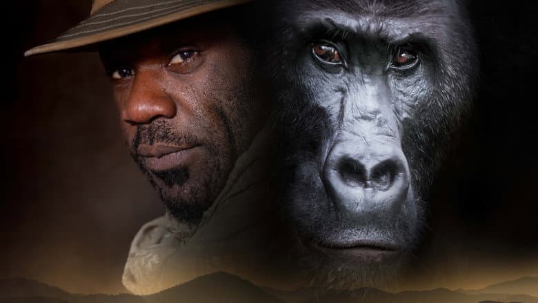 Silverback still