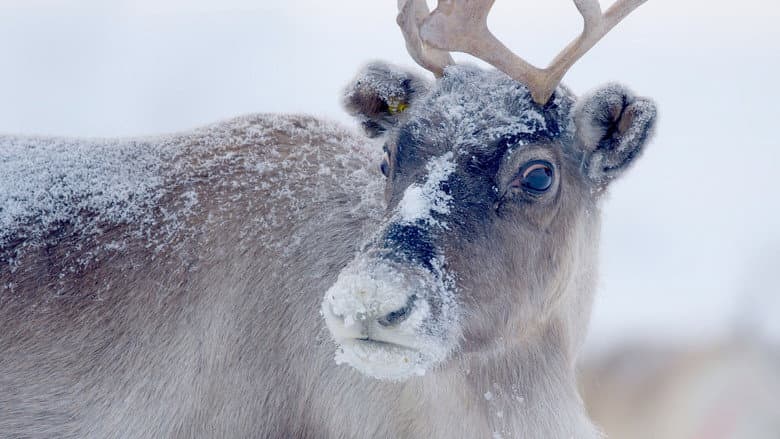 Santa's Wild Home still