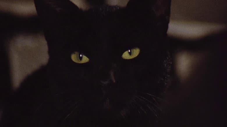 The Black Cat still