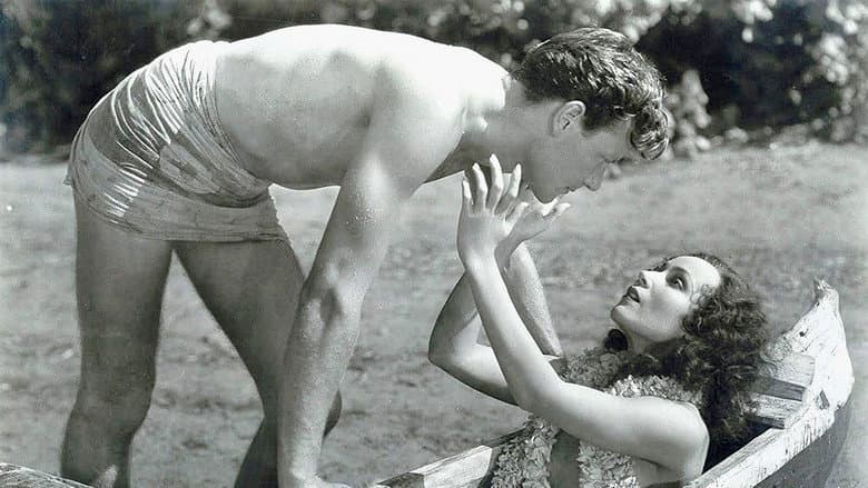 Bird of Paradise still