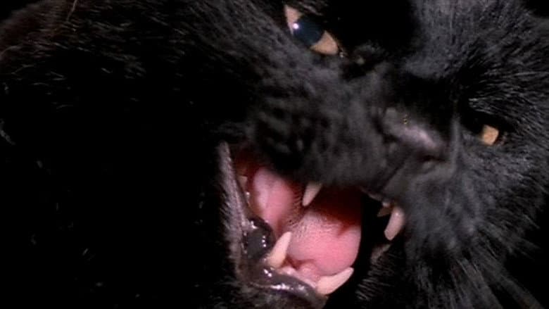 The Black Cat still