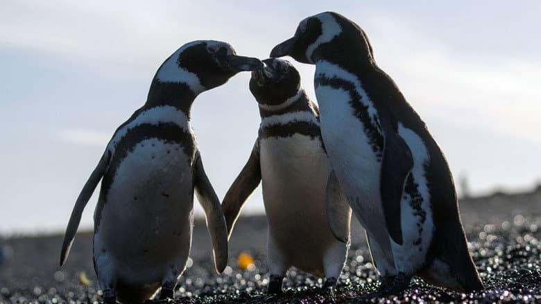 Epic Animal Migrations: Patagonia still