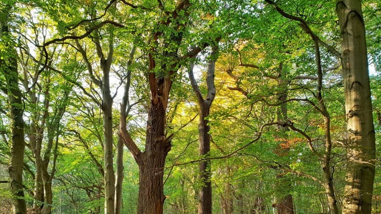 The Hidden Life of Trees still