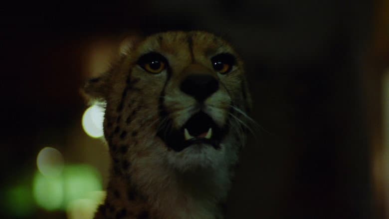 Wild Beasts still