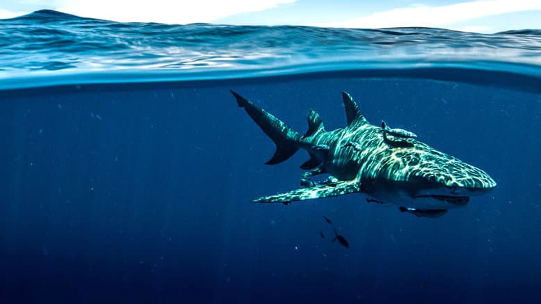 Shark Superpower still
