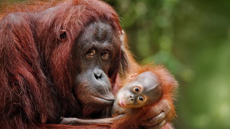 Escape from Extinction still