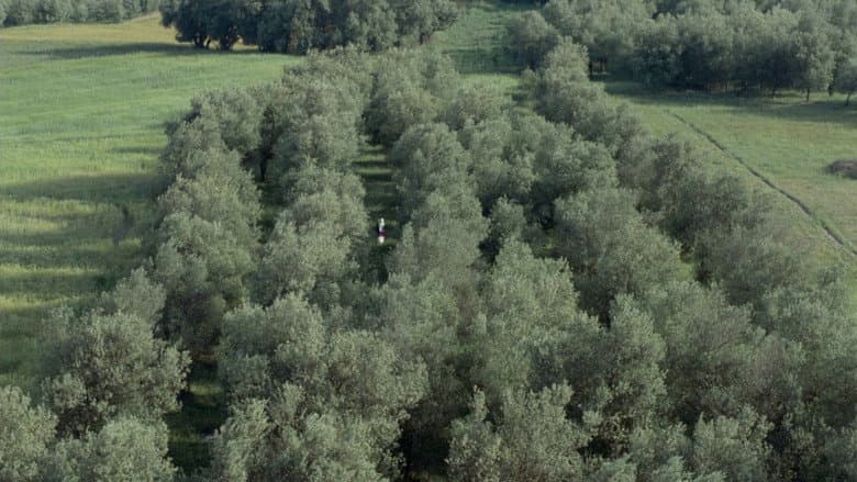 Through the Olive Trees still
