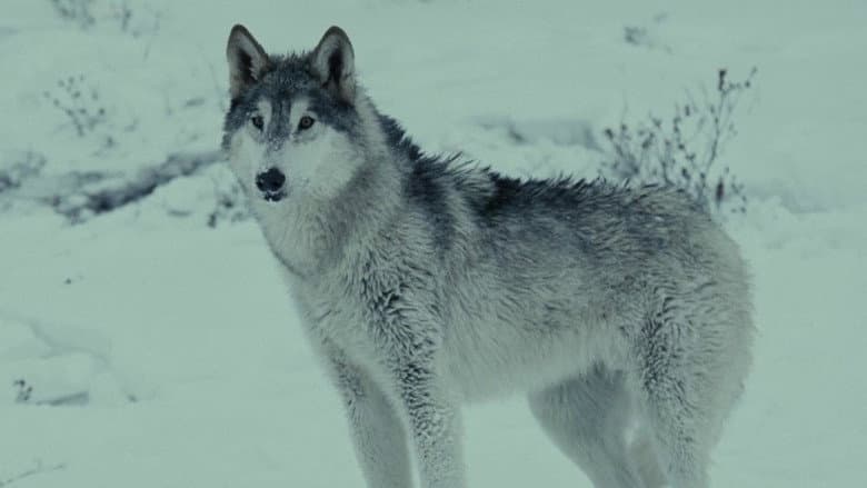 Loup still