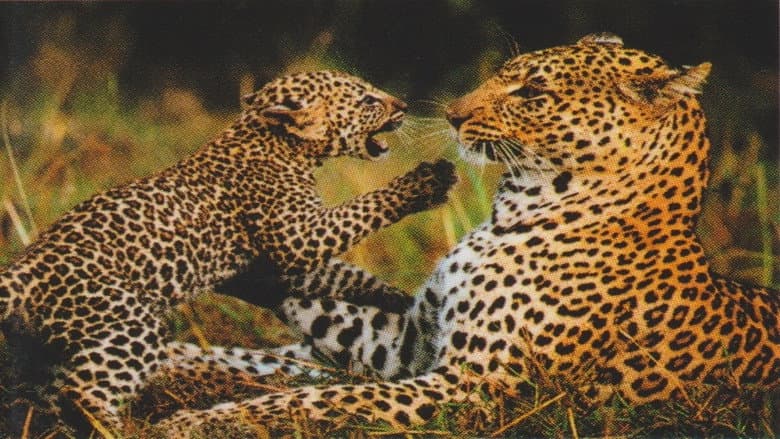 Natural Killers Predators Close Up: Kalahari Supercat still