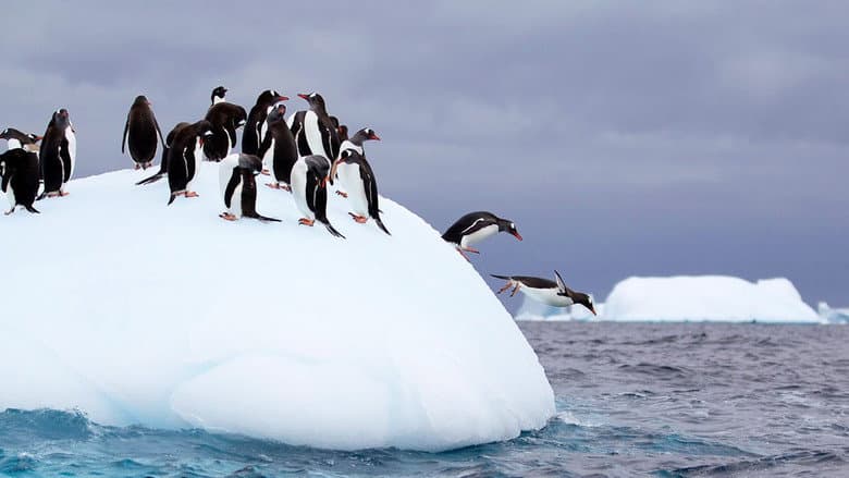 Wild Antarctica still