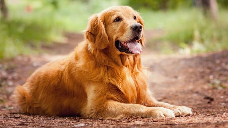 A Dog's Purpose still