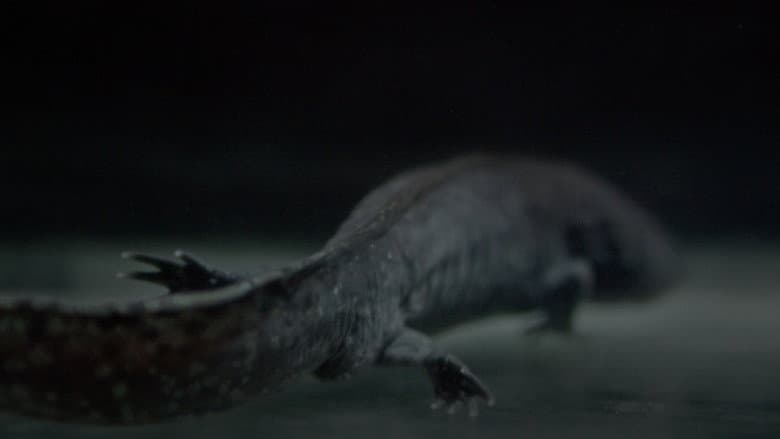 Axolotl still