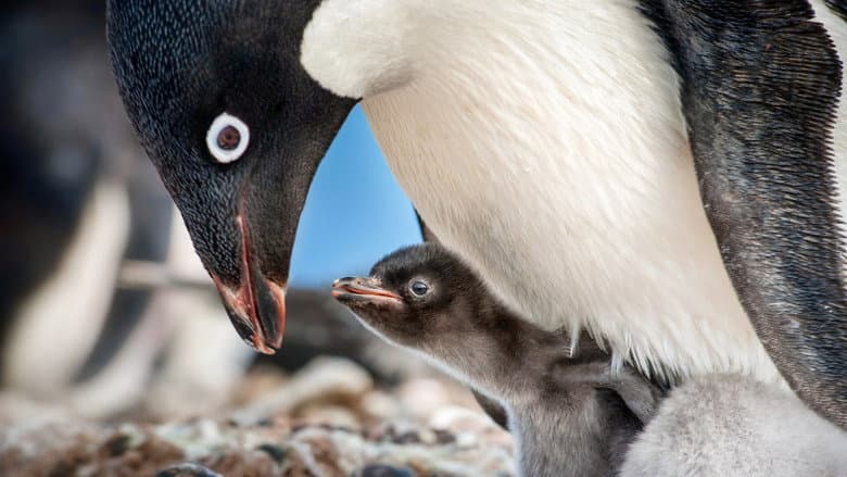 Penguins still