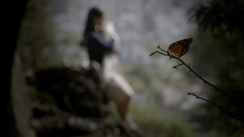 Butterfly still
