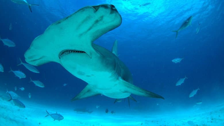 Mega Hammerhead still