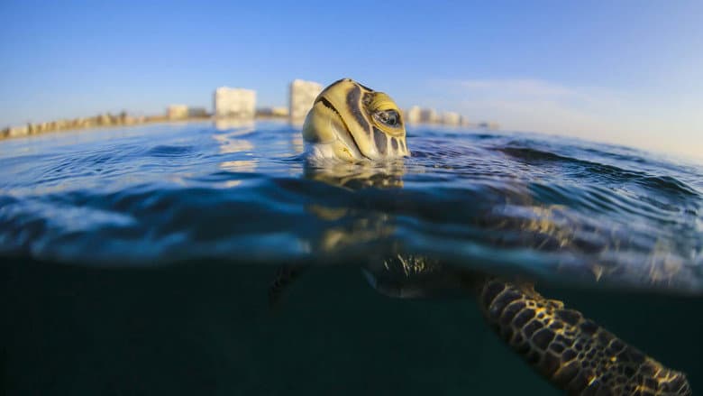 Troubled Waters: A Turtle's Tale still