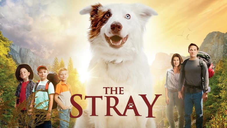 The Stray still