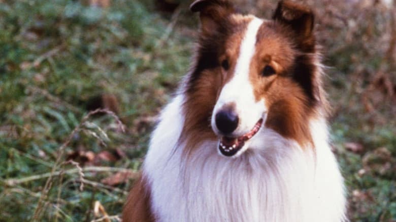 Lassie still