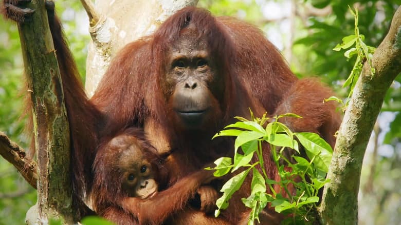 Red Ape: Saving the Orangutan still