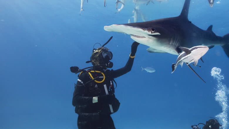 Shark Gangs still