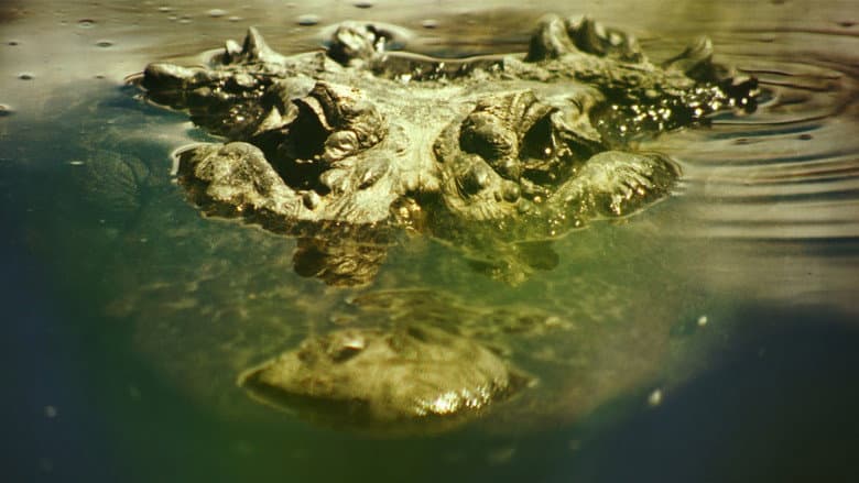 Gatorville still