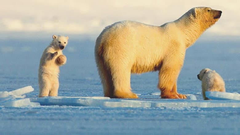 My Journey with a Polar Bear still