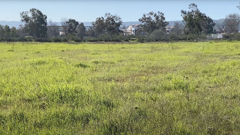 Madrona Marsh still
